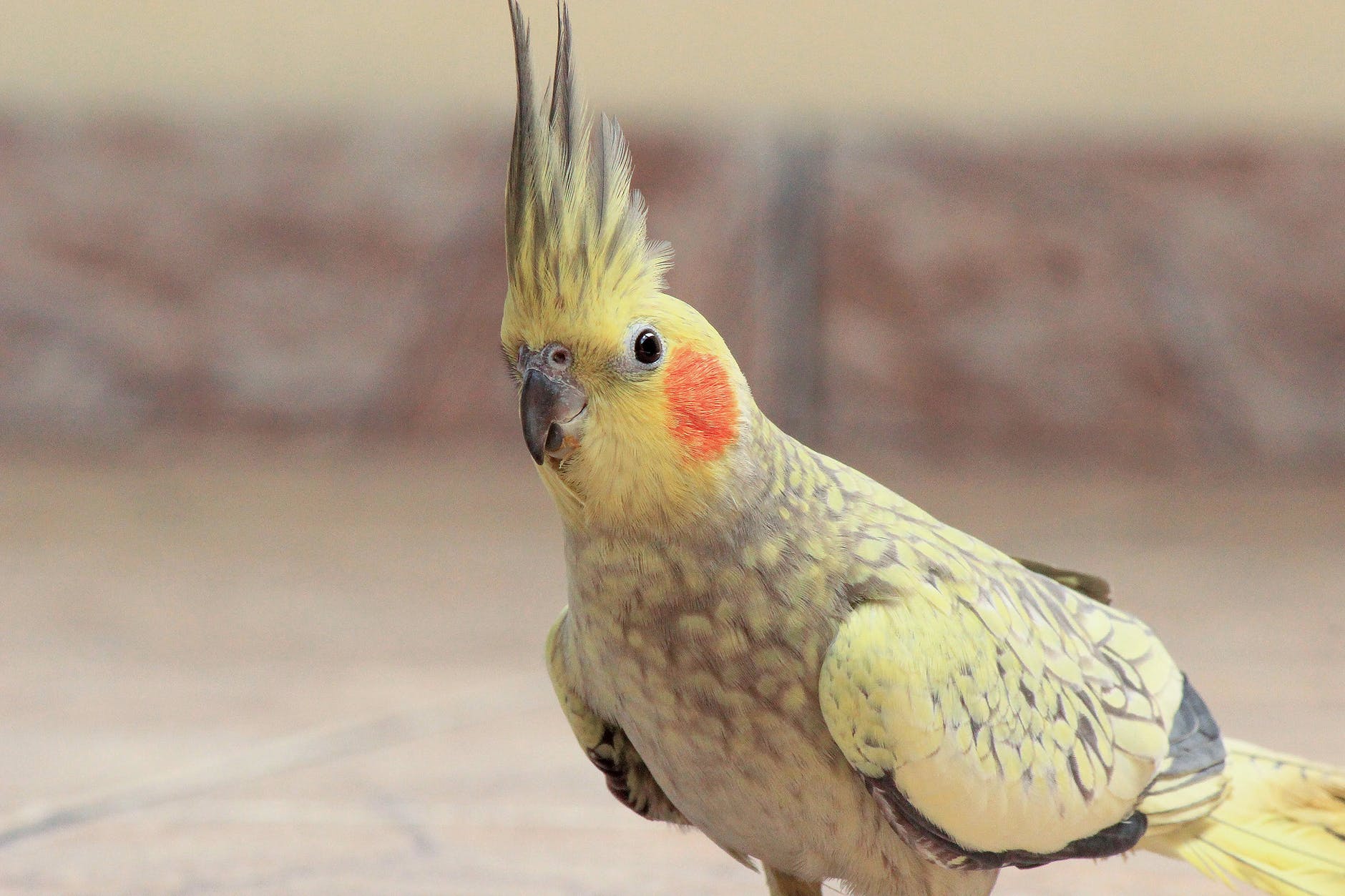 Female Cockatiel